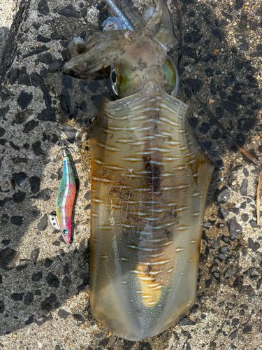 アオリイカの釣果