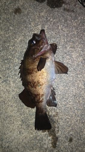 メバルの釣果