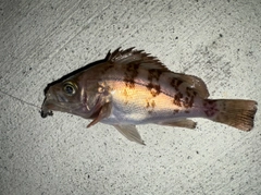 メバルの釣果