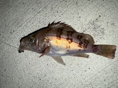 メバルの釣果