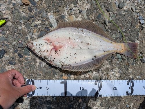 マガレイの釣果