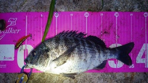 クロダイの釣果