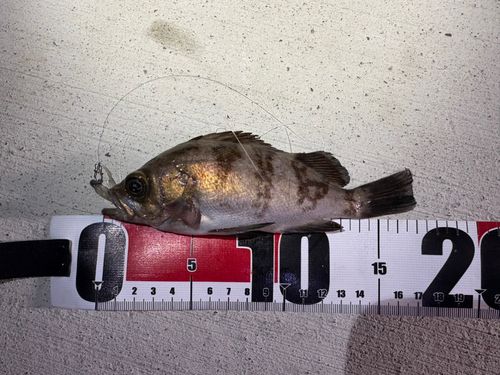 メバルの釣果