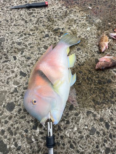 イラの釣果