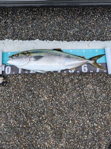 ワラサの釣果