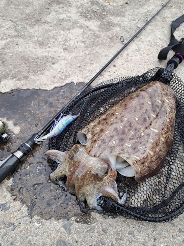 コウイカの釣果