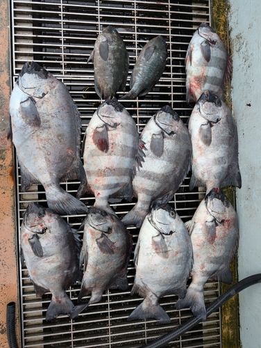 イシダイの釣果