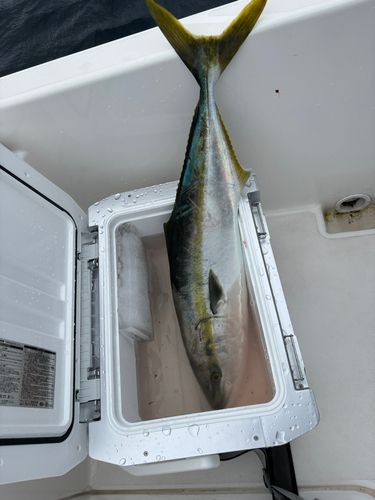 ブリの釣果