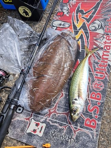 マルアジの釣果