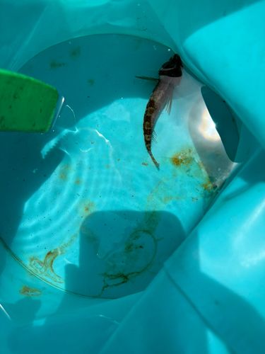 ハゼの釣果