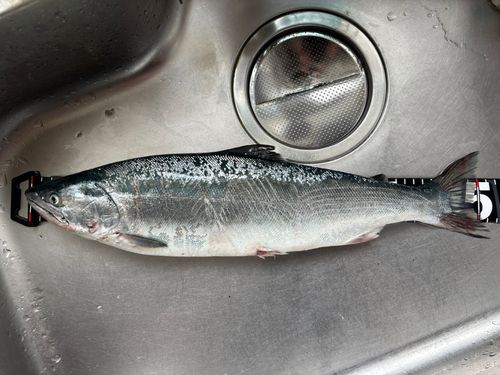 サクラマスの釣果
