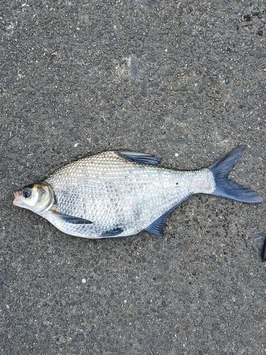 ダントウボウの釣果