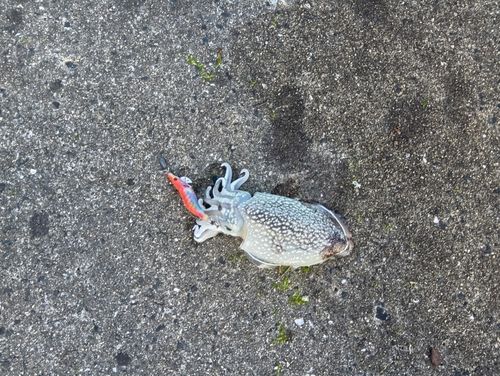 シリヤケイカの釣果