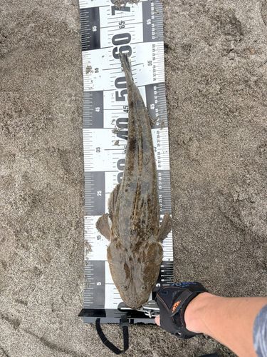 マゴチの釣果
