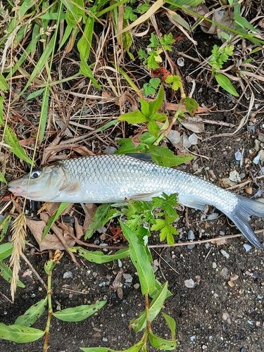ニゴイの釣果