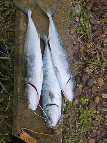 フクラギの釣果