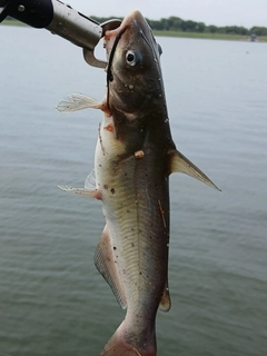 アメリカナマズの釣果