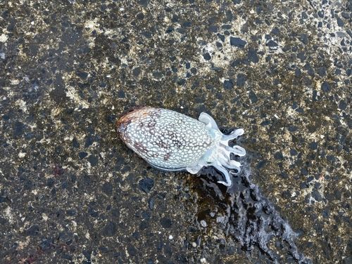 シリヤケイカの釣果