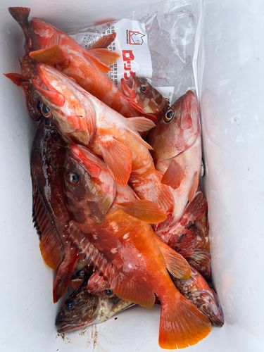 アカハタの釣果