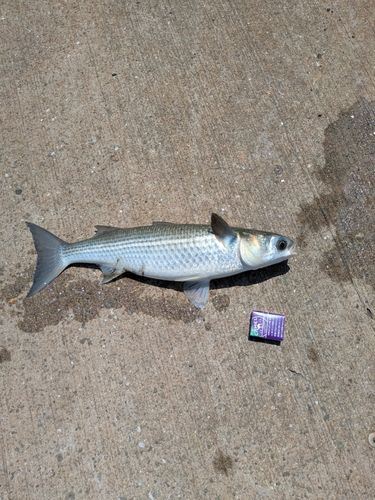 ボラの釣果