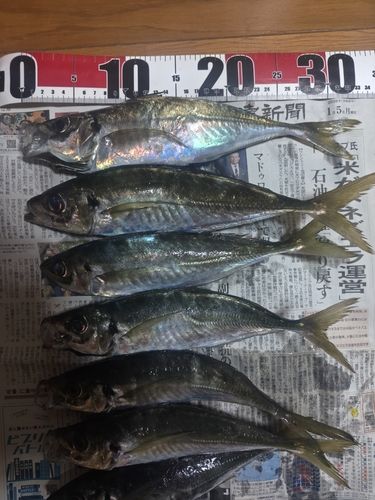アジの釣果