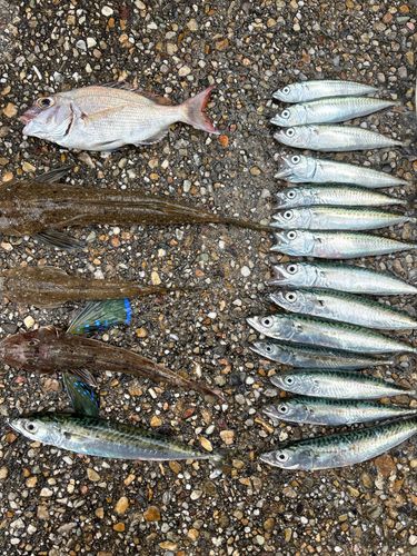ホウボウの釣果