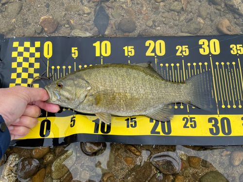 スモールマウスバスの釣果
