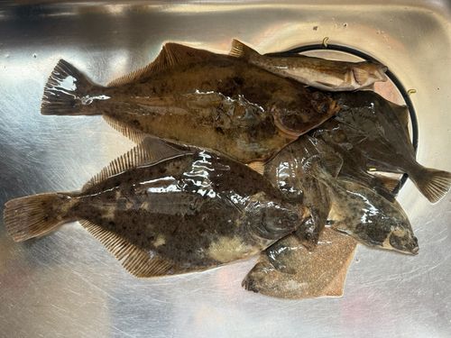 マガレイの釣果