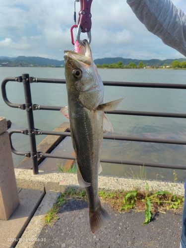 フッコ（ヒラスズキ）の釣果