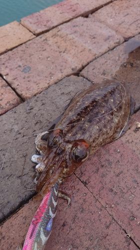 コウイカの釣果