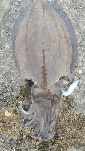 モンゴウイカの釣果