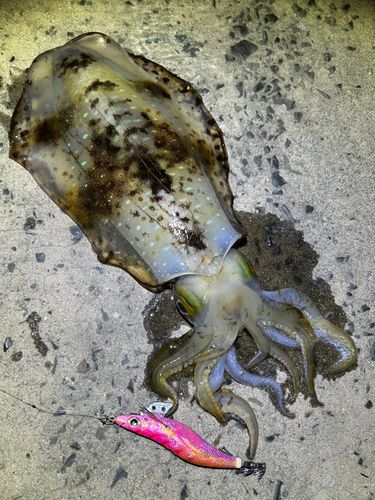 アオリイカの釣果