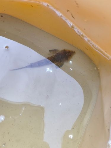 メゴチの釣果