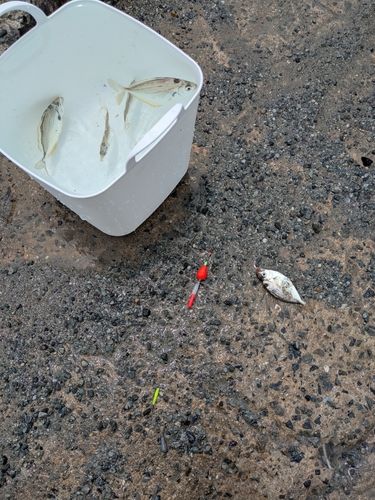 ヒイラギの釣果
