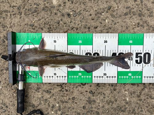 アメリカナマズの釣果