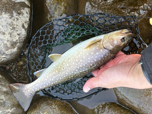 アメマスの釣果
