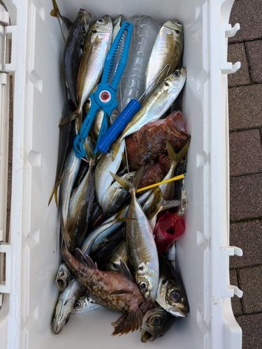 アジの釣果