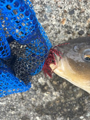 コイの釣果