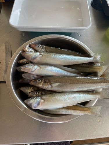キスの釣果
