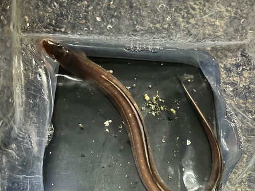 アナゴの釣果