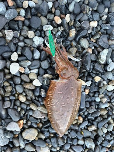 カミナリイカの釣果