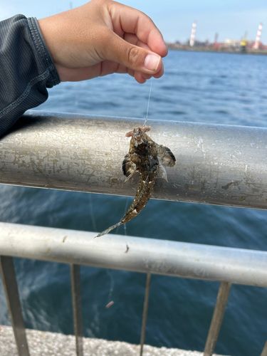 メゴチの釣果