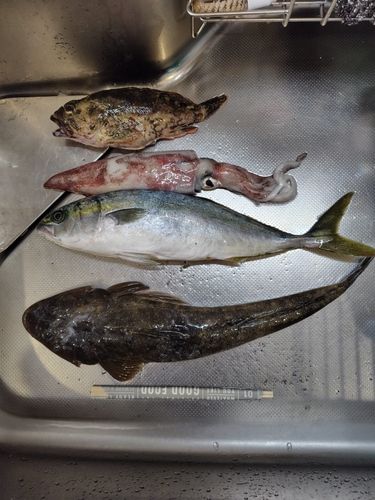 マゴチの釣果