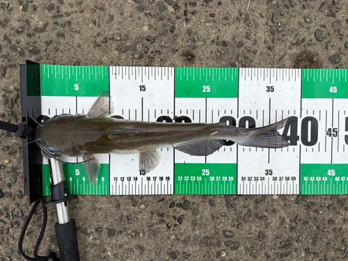 アメリカナマズの釣果