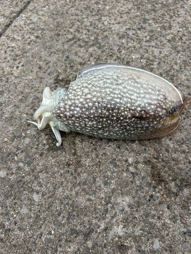 シリヤケイカの釣果