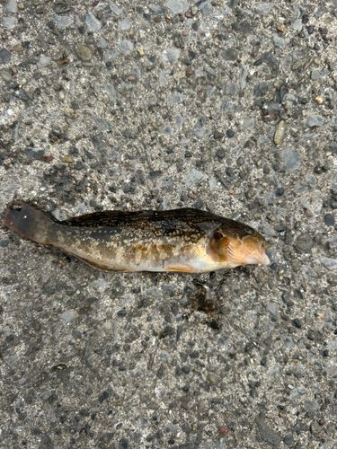 アイナメの釣果