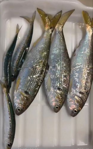 イワシの釣果