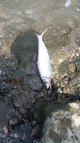 ヒラの釣果