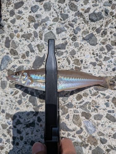 クサフグの釣果