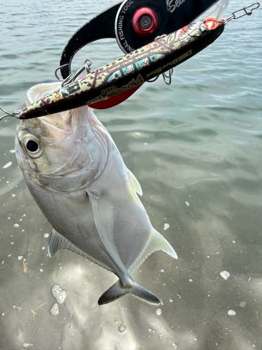 メッキの釣果